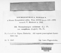 Dermatocarpon miniatum image